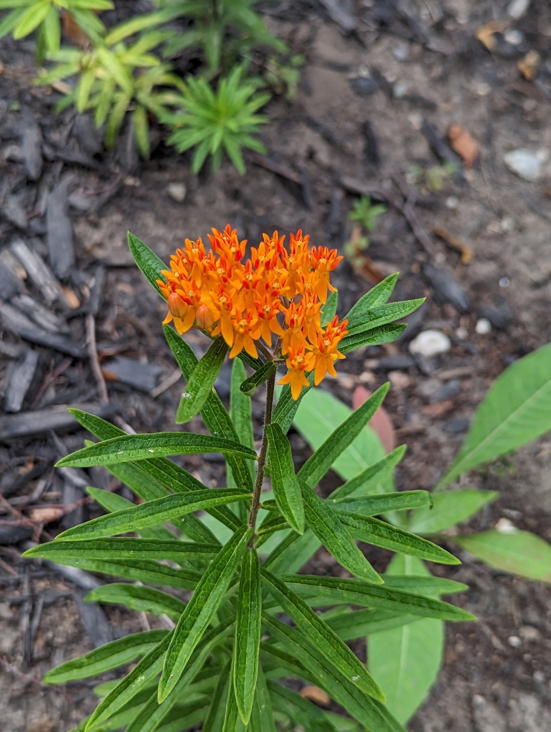 a small butterfly milkweed plant is blooming bundles of little orange flowers